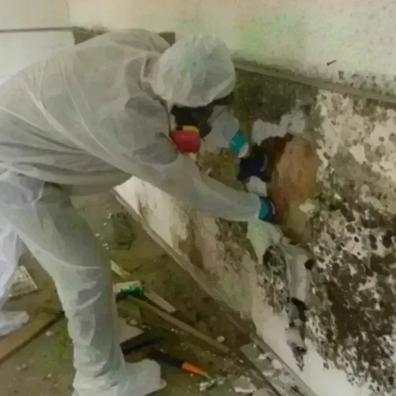 Mold Remediation and Removal in Patrick Springs, VA